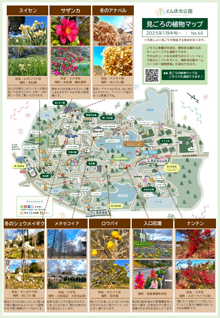 見ごろの植物【1月中旬～】 | 植物情報 | 蜻蛉池公園（とんぼ池公園）