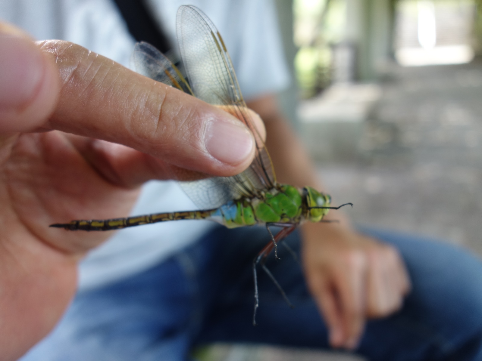 とんぼ博士になろう | イベント | 蜻蛉池公園（とんぼ池公園）