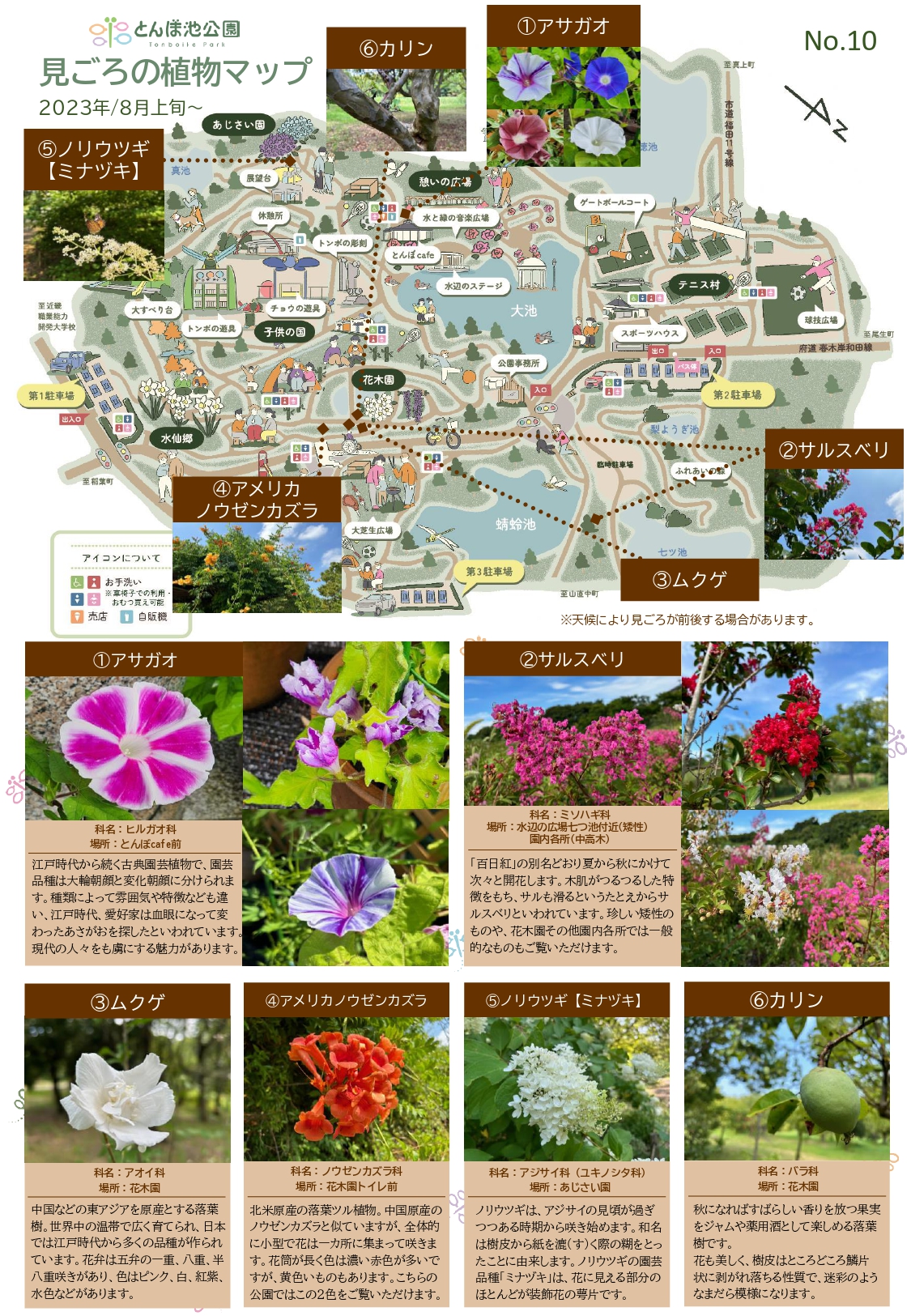 見ごろの植物【8月上旬～】 | 植物情報 | 蜻蛉池公園（とんぼ池公園）