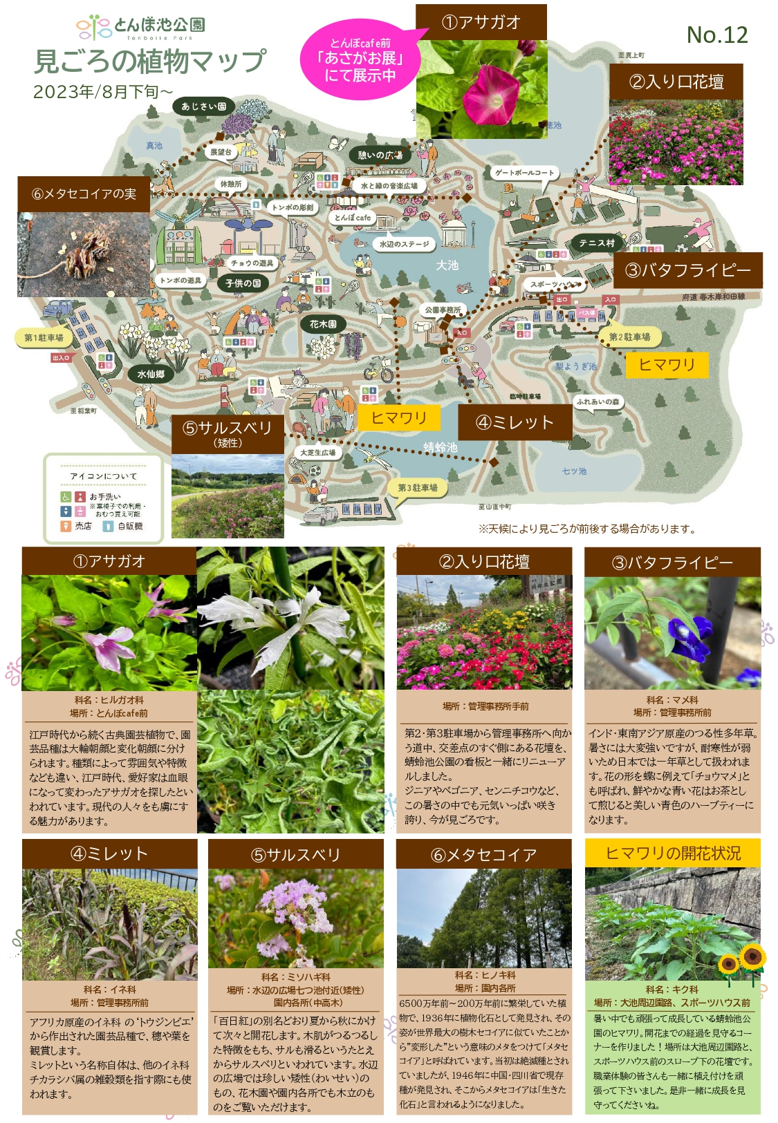 見ごろの植物【8月下旬～】 | 植物情報 | 蜻蛉池公園（とんぼ池公園）