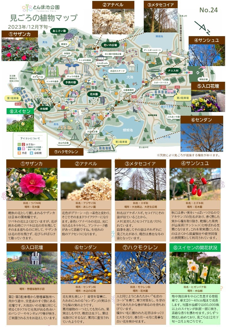 見ごろの植物【12月下旬～】 | 植物情報 | 蜻蛉池公園（とんぼ池公園）