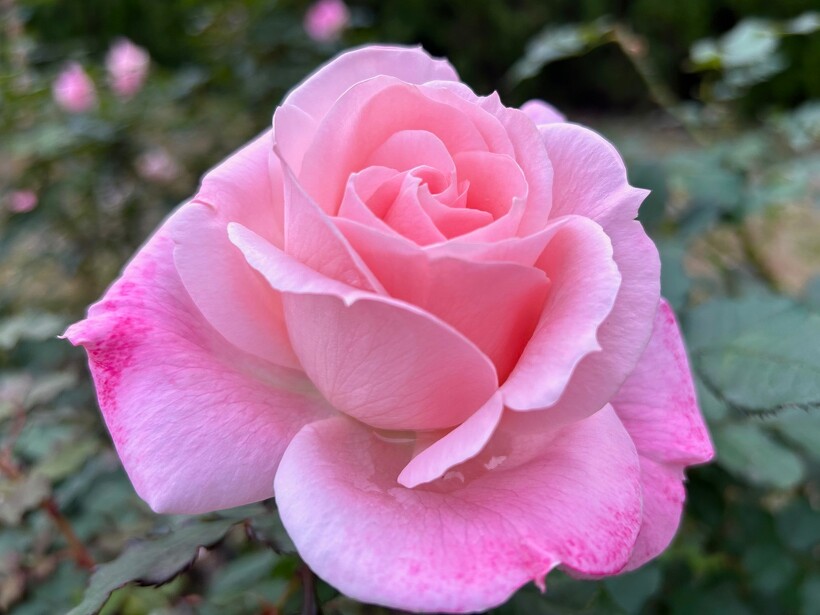 バラの開花状況【2023/12/7】 | 植物情報 | 蜻蛉池公園（とんぼ池公園）