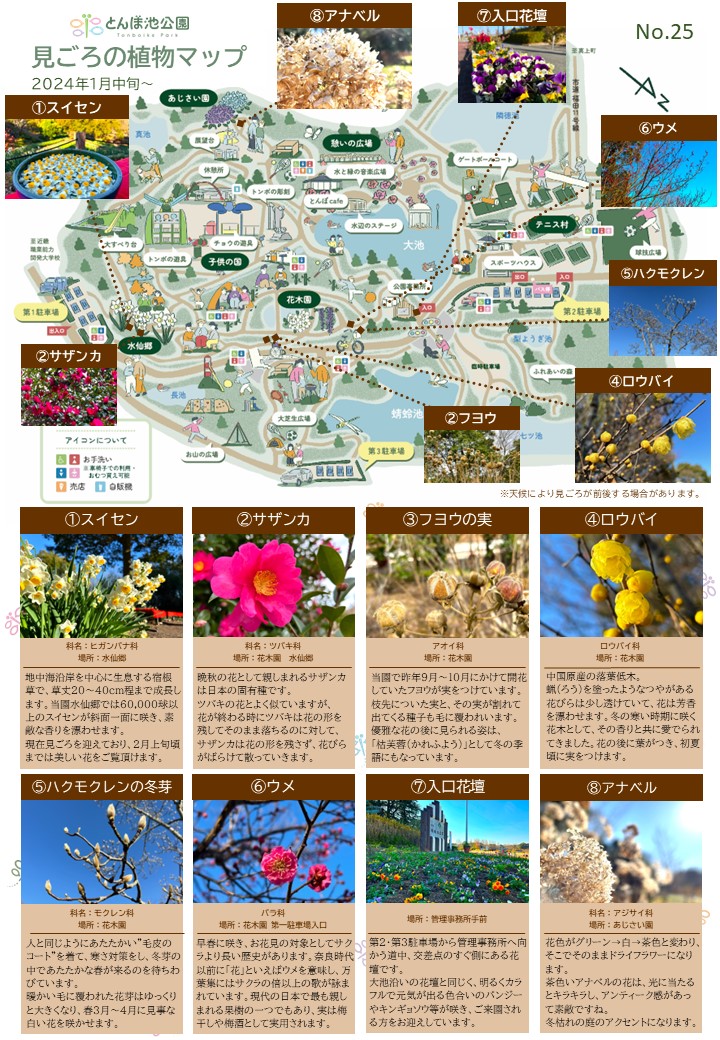 見ごろの植物【1月中旬～】 | 植物情報 | 蜻蛉池公園（とんぼ池公園）