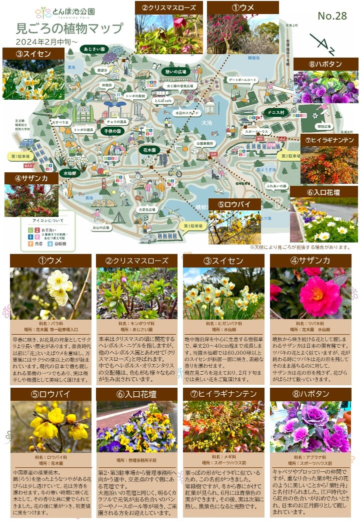 見ごろの植物【2月中旬～】 | 植物情報 | 蜻蛉池公園（とんぼ池公園）