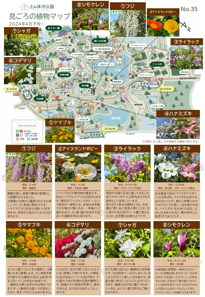 見ごろの植物【4月下旬～】 | 植物情報 | 蜻蛉池公園（とんぼ池公園）