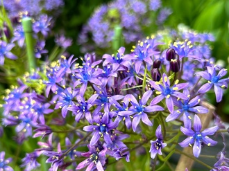 見ごろの植物【5月上旬～】 | 植物情報 | 蜻蛉池公園（とんぼ池公園）