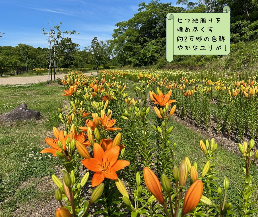 ユリの花便り【2024/5/30】 | 植物情報 | 蜻蛉池公園（とんぼ池公園）