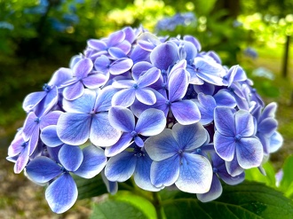 見ごろの植物【6月下旬～】 | 植物情報 | 蜻蛉池公園（とんぼ池公園）