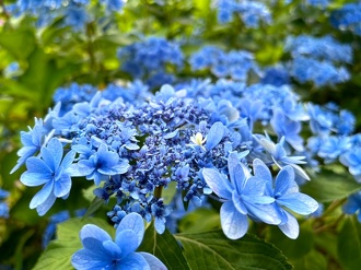 見ごろの植物【6月下旬～】 | 植物情報 | 蜻蛉池公園（とんぼ池公園）
