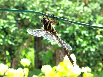 見ごろの植物【9月上旬～】＆夏の生き物 | 植物情報 | 蜻蛉池公園