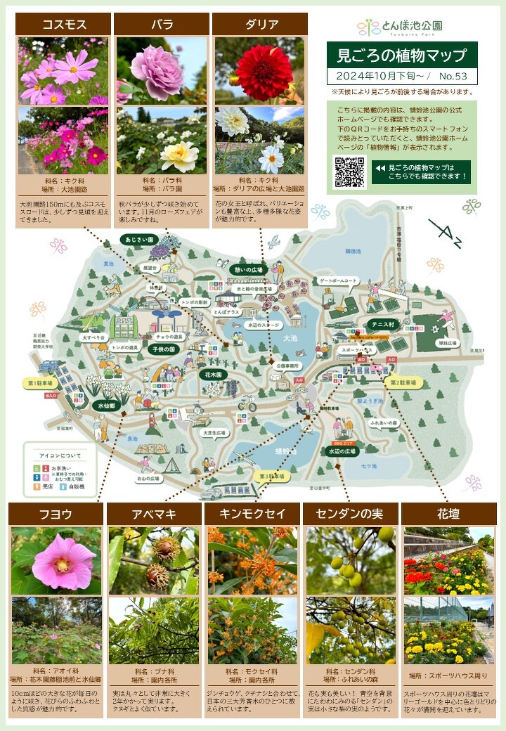 見ごろの植物【10月下旬～】 | 植物情報 | 蜻蛉池公園（とんぼ池公園）