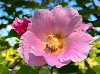 見ごろの植物【10月中旬～】 | 植物情報 | 蜻蛉池公園（とんぼ池公園）