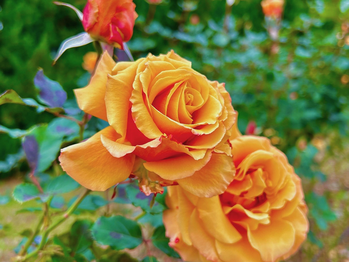 バラの開花状況【2025/1/7】 | 植物情報 | 蜻蛉池公園（とんぼ池公園）