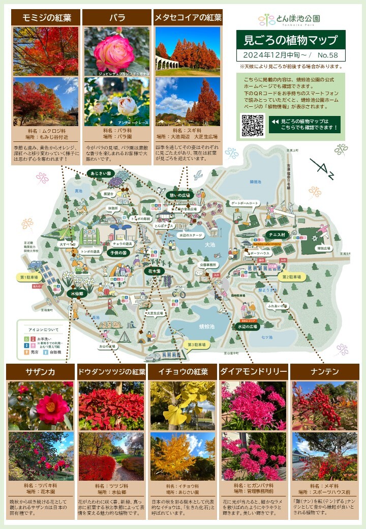 見ごろの植物【12月中旬～】 | 植物情報 | 蜻蛉池公園（とんぼ池公園）