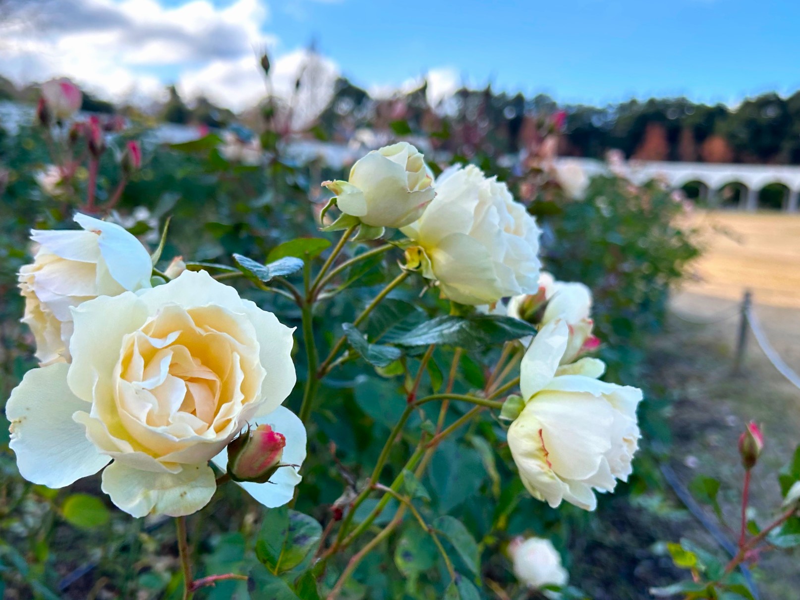 バラの開花状況【2025/1/7】 | 植物情報 | 蜻蛉池公園（とんぼ池公園）