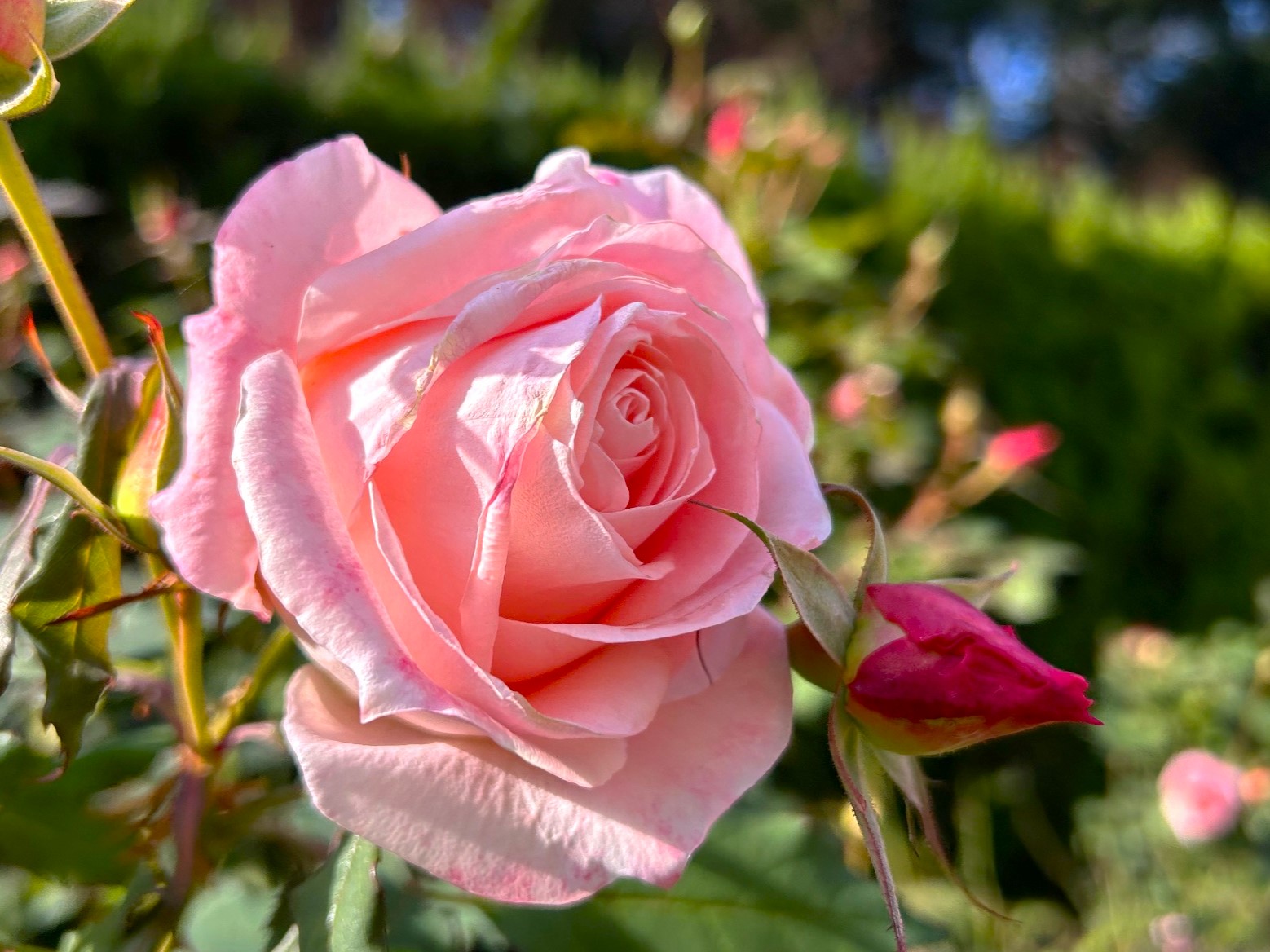 バラの開花状況【2025/1/7】 | 植物情報 | 蜻蛉池公園（とんぼ池公園）