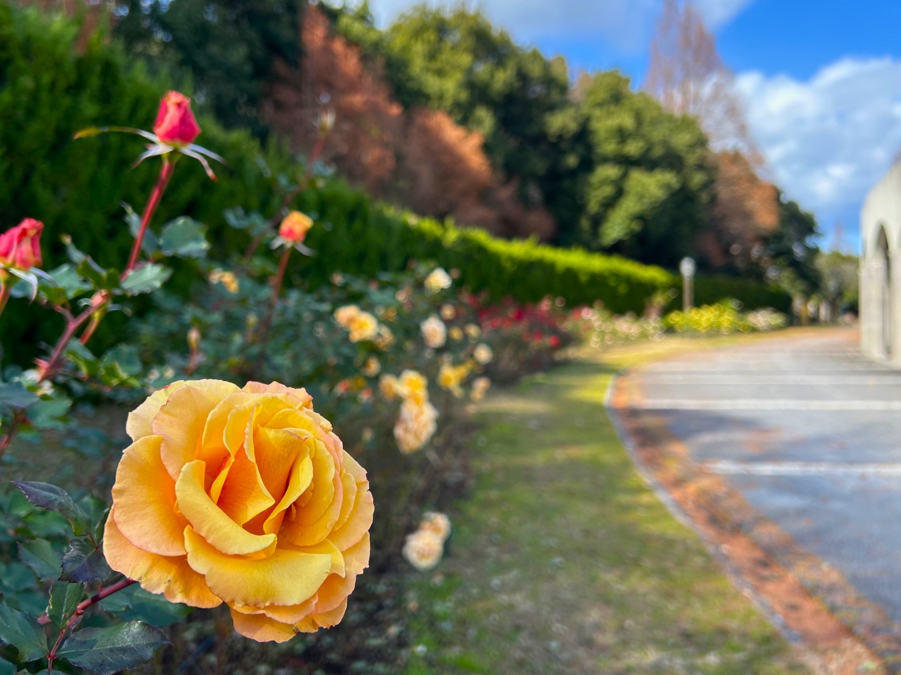 バラの開花状況【2025/1/7】 | 植物情報 | 蜻蛉池公園（とんぼ池公園）