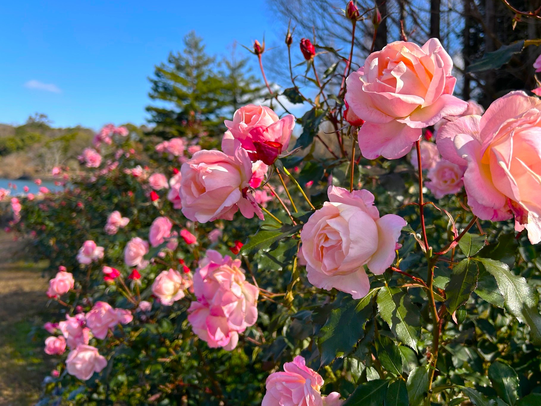 バラの開花状況【2025/1/7】 | 植物情報 | 蜻蛉池公園（とんぼ池公園）