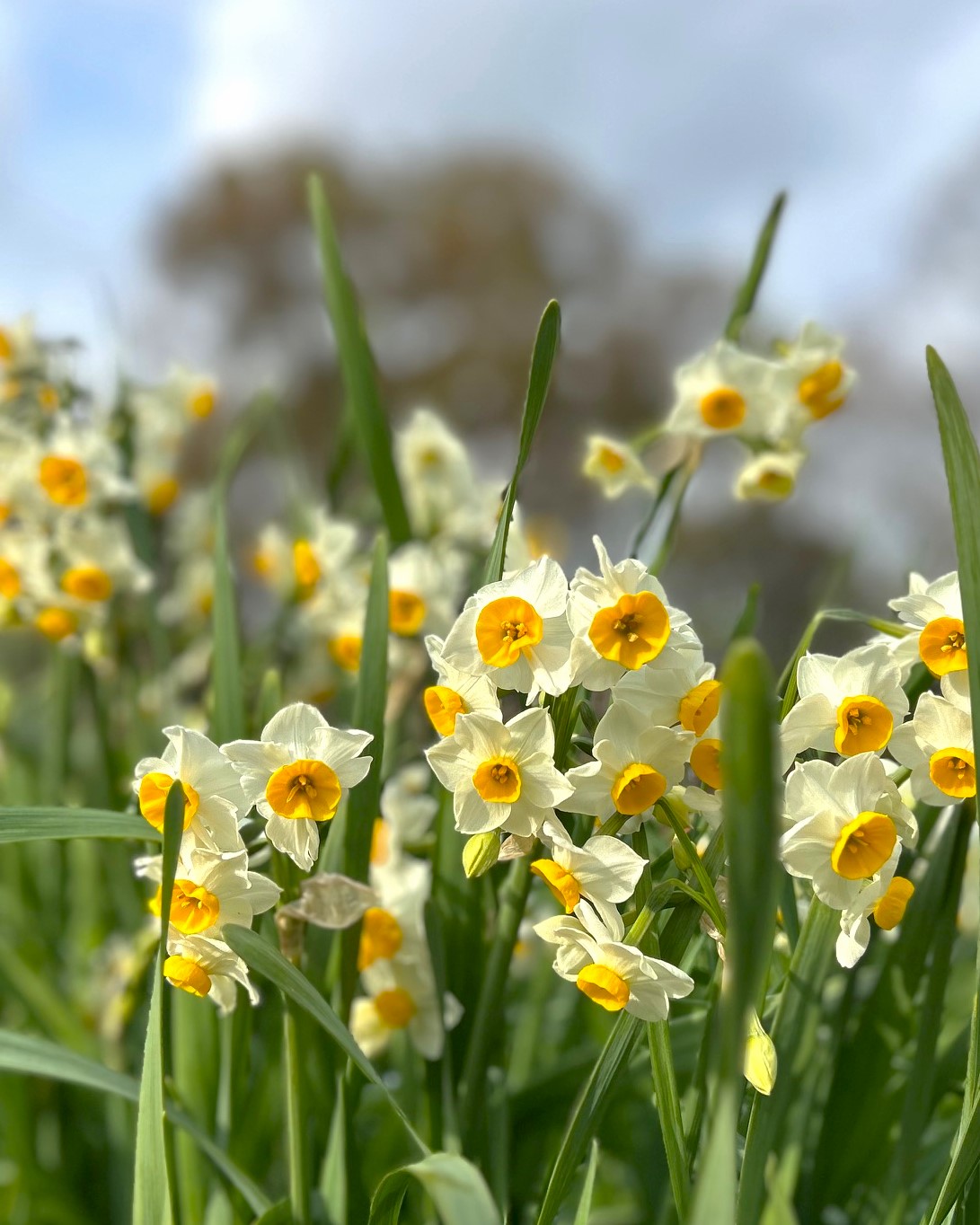 スイセンの開花状況【2025/2/7】 | 植物情報 | 蜻蛉池公園（とんぼ池公園）