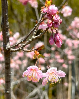 見ごろの植物【3月中旬～】 | 植物情報 | 蜻蛉池公園（とんぼ池公園）