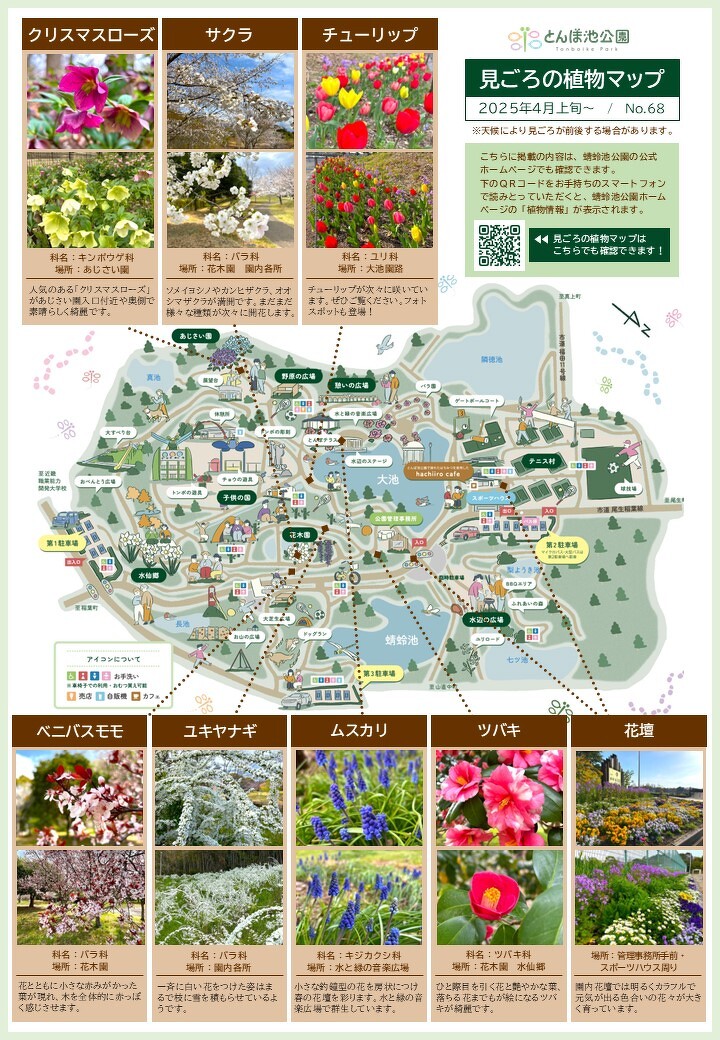 A-10 掛軸 観峰 菊 共箱 蜻蛉 秋 季節 白 花 とんぼ 見ごろの植物【8月
