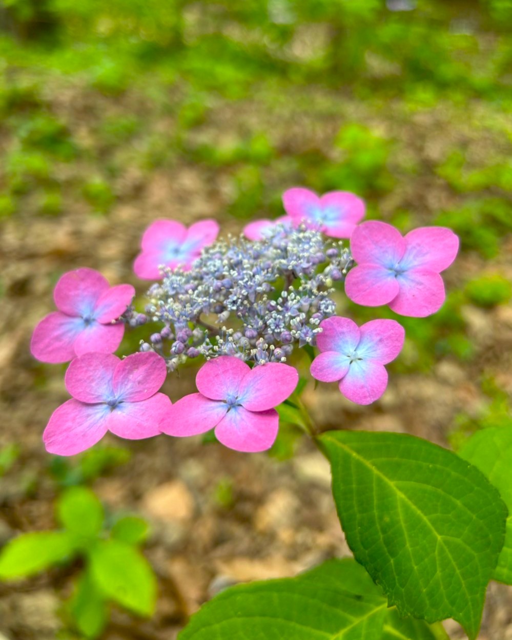 アジサイの開花状況【2025/5/30】 | 植物情報 | 蜻蛉池公園（とんぼ池
