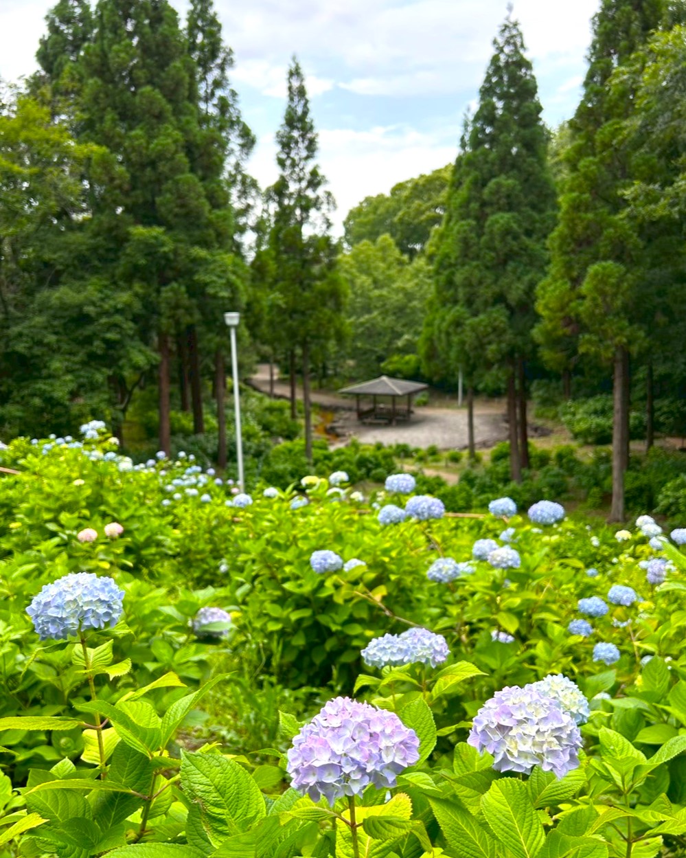 アジサイの開花状況【2025/5/30】 | 植物情報 | 蜻蛉池公園（とんぼ池