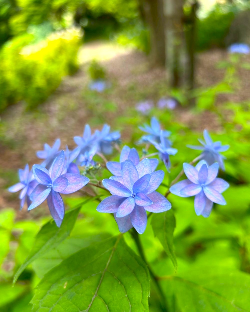 アジサイの開花状況【2025/5/30】 | 植物情報 | 蜻蛉池公園（とんぼ池