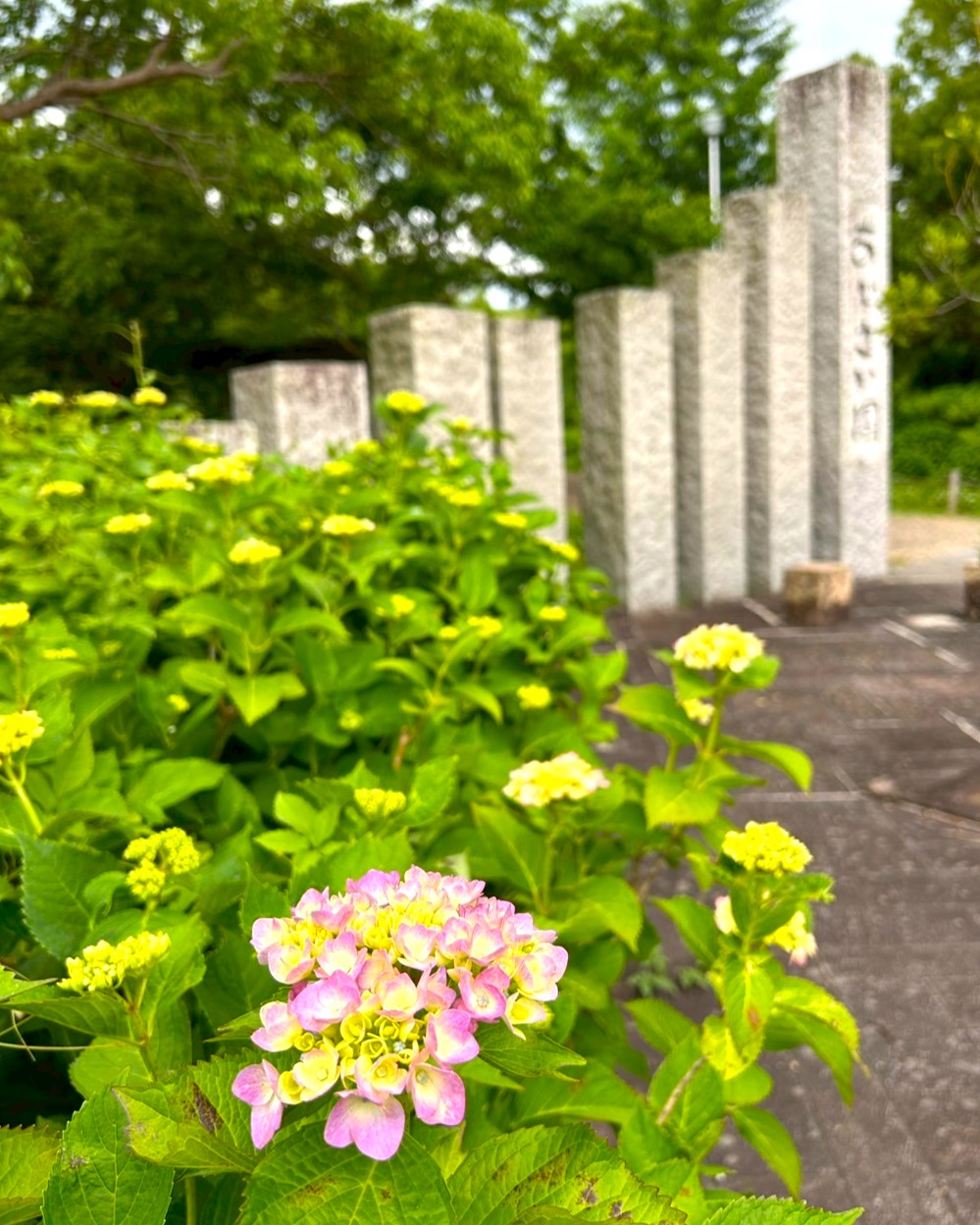 アジサイの開花状況【2025/5/30】 | 植物情報 | 蜻蛉池公園（とんぼ池