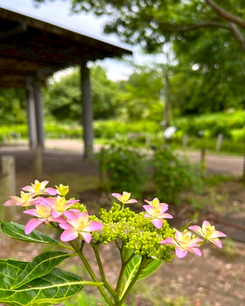 アジサイの開花状況【2025/5/30】 | 植物情報 | 蜻蛉池公園（とんぼ池