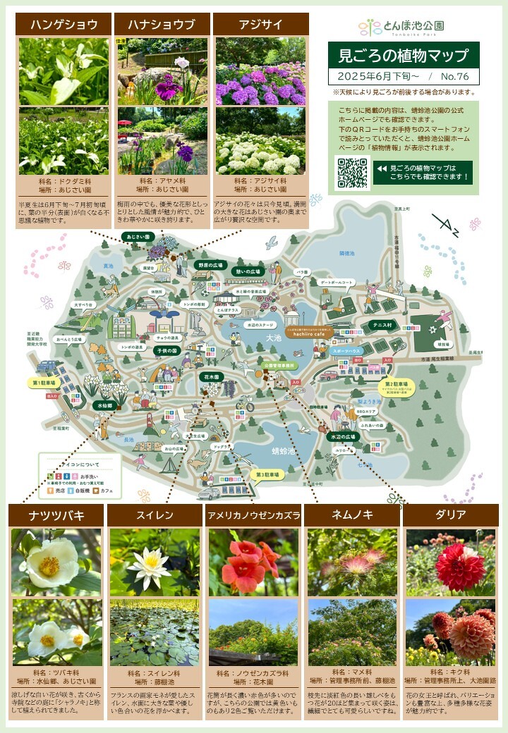 見ごろの植物【6月下旬～】 | 植物情報 | 蜻蛉池公園（とんぼ池公園）