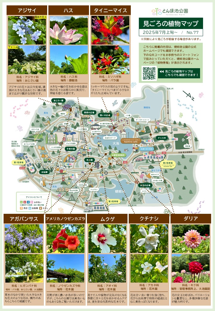 見ごろの植物【7月上旬～】 | 植物情報 | 蜻蛉池公園（とんぼ池公園）