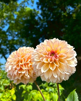 見ごろの植物【7月中旬～】 | 植物情報 | 蜻蛉池公園（とんぼ池公園）