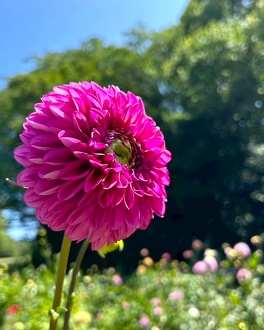 見ごろの植物【7月中旬～】 | 植物情報 | 蜻蛉池公園（とんぼ池公園）