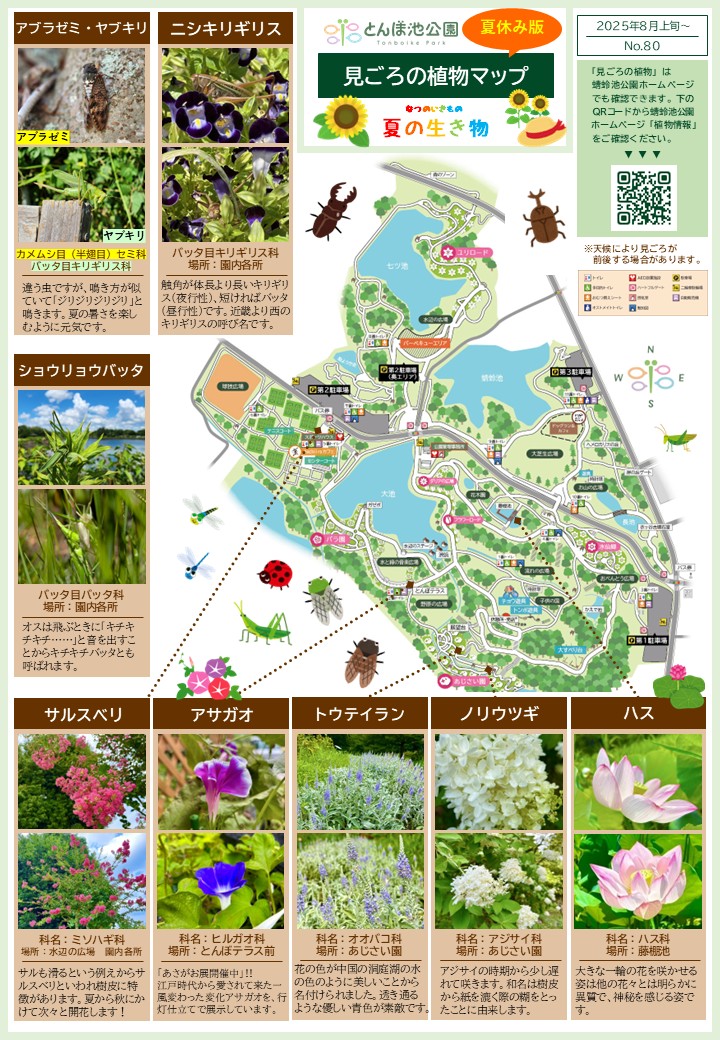 見ごろの植物【8月上旬～】＆夏の生き物 | 植物情報 | 蜻蛉池公園
