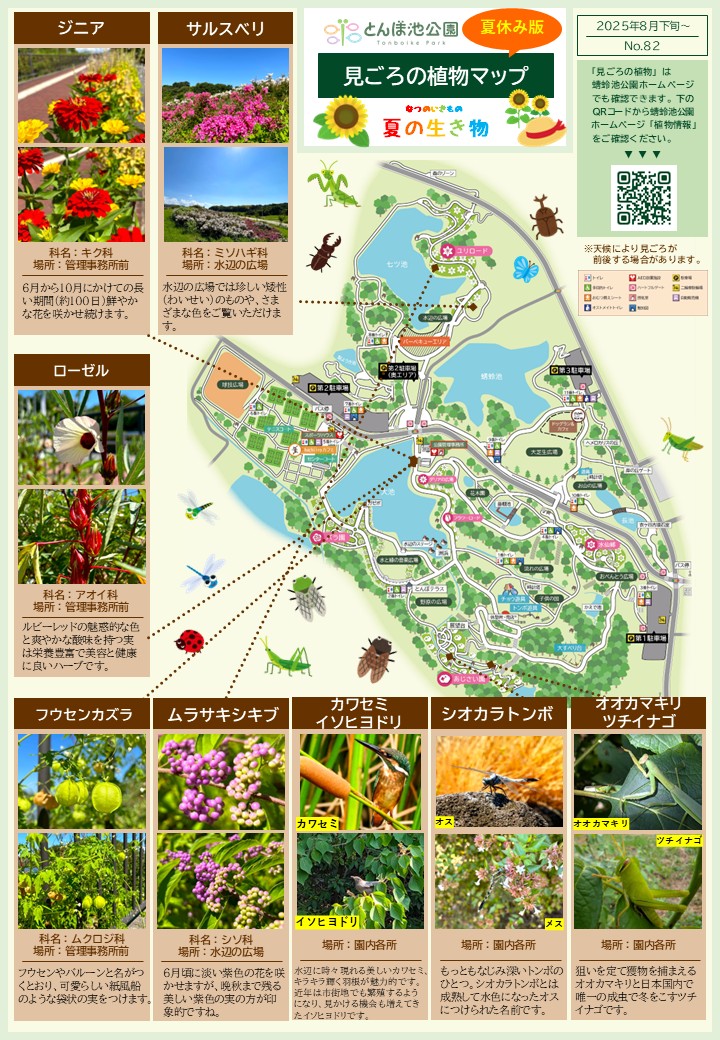 見ごろの植物【8月下旬～】＆夏の生き物 | 植物情報 | 蜻蛉池公園