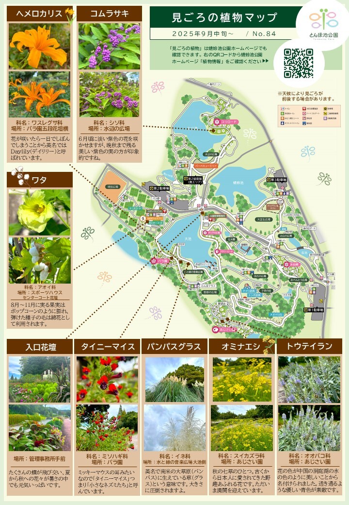 見ごろの植物【9月中旬～】 | 植物情報 | 蜻蛉池公園（とんぼ池公園）