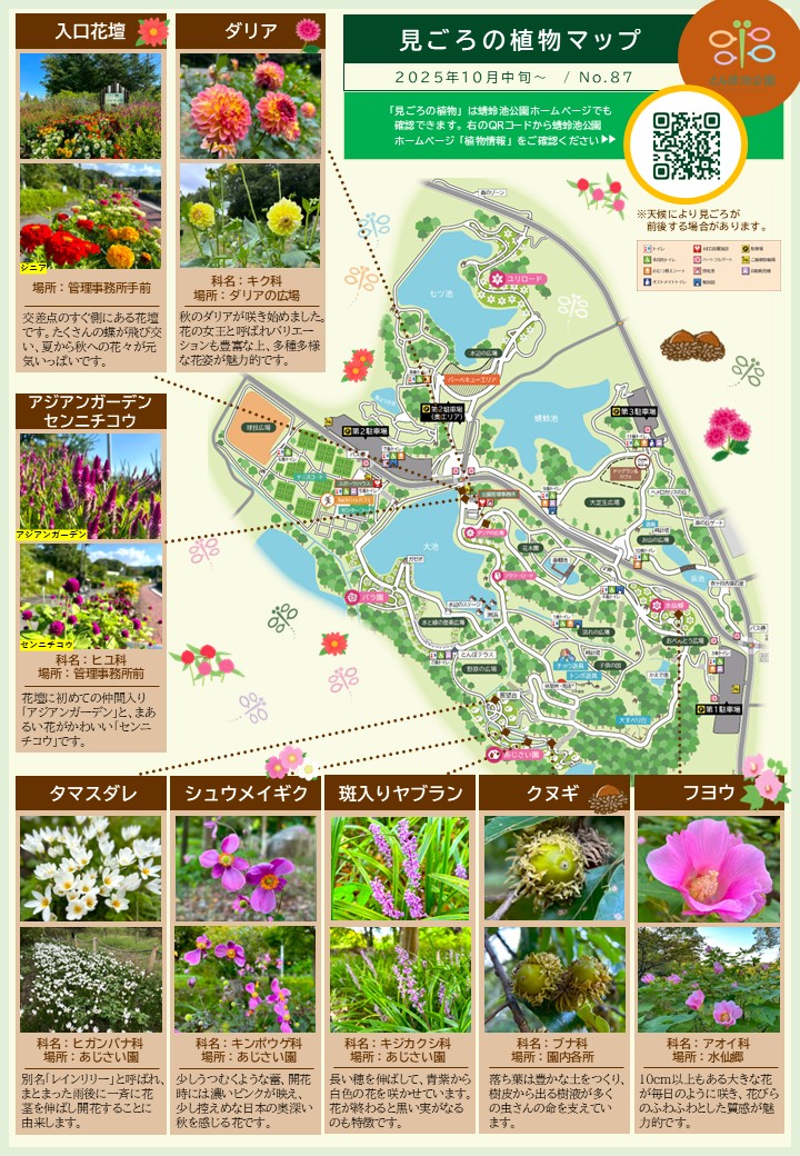 見ごろの植物【10月中旬～】 | 植物情報 | 蜻蛉池公園（とんぼ池公園）