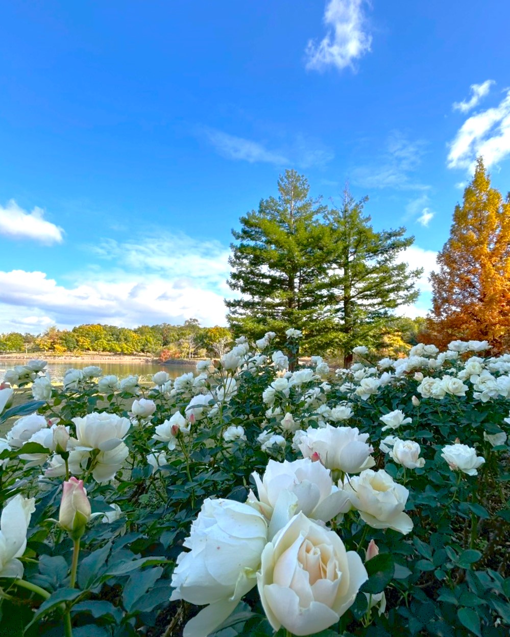 バラの開花状況【2025/11/19】 | 植物情報 | 蜻蛉池公園（とんぼ池公園）