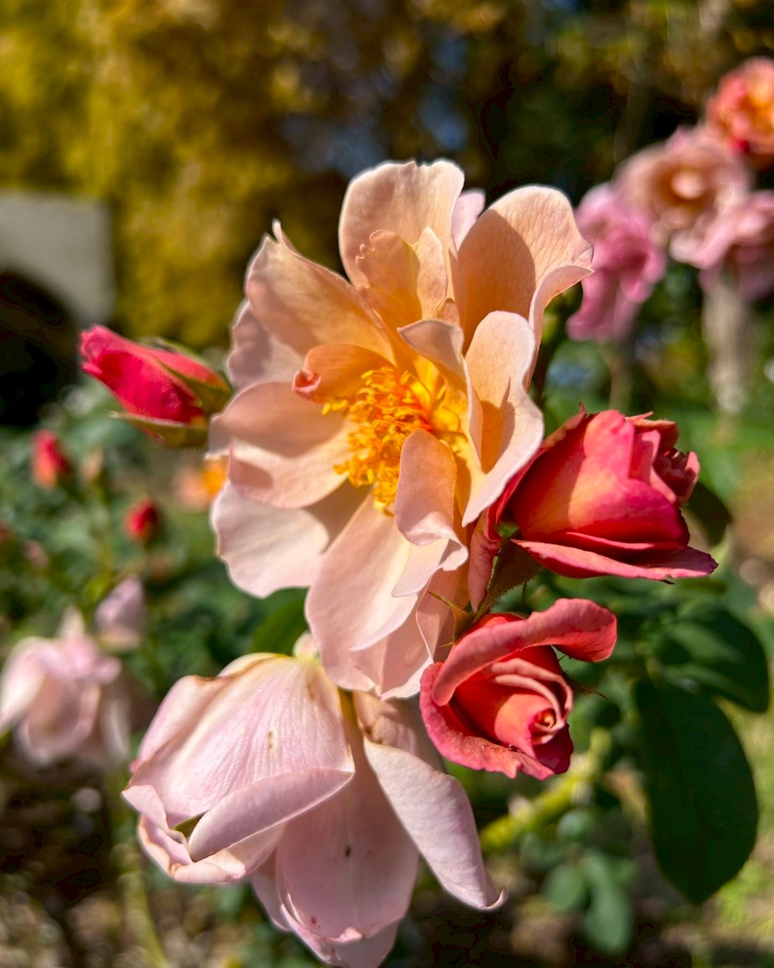 バラの開花状況【2025/11/10】 | 植物情報 | 蜻蛉池公園（とんぼ池公園）