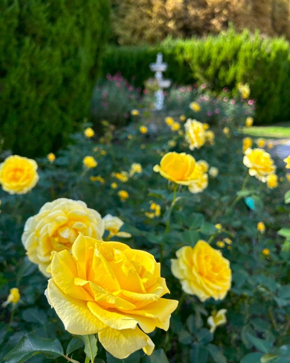 vinhkun 様用12000円値引　結実、開花確認　21ジャボチカバ・大葉系 ジャボチカバ 実のおすすめ人気商品一覧 通販 - Yahoo!ショッピング