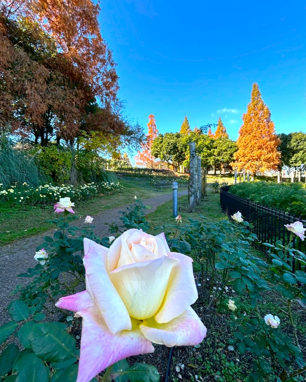 バラの開花状況【2025/11/29】 | 植物情報 | 蜻蛉池公園（とんぼ池公園）