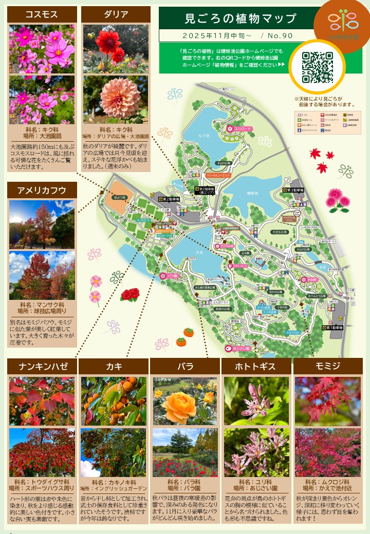 見ごろの植物【11月中旬～】 | 植物情報 | 蜻蛉池公園（とんぼ池公園）
