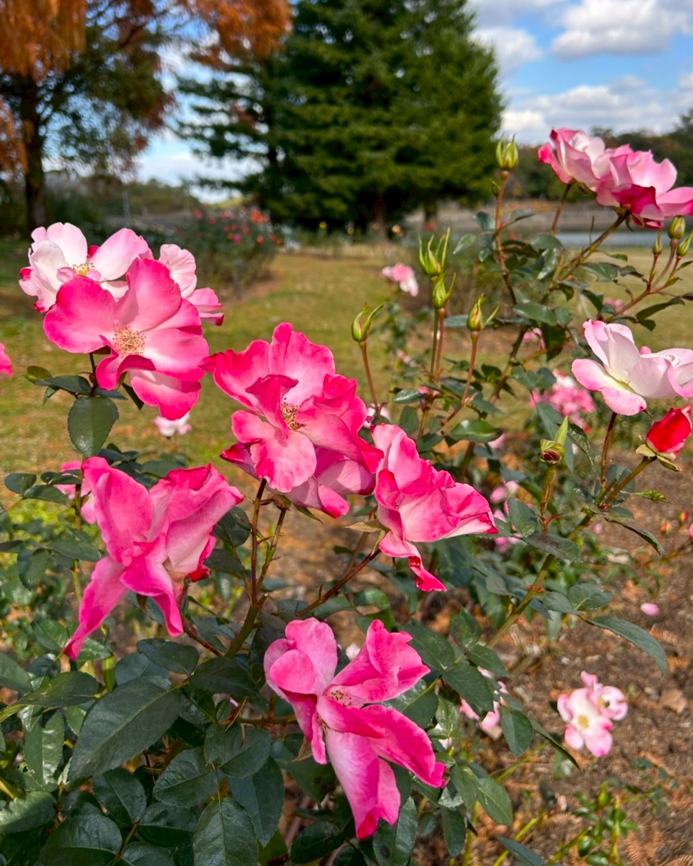 バラの開花状況【2025/12/9】 | 植物情報 | 蜻蛉池公園（とんぼ池公園）