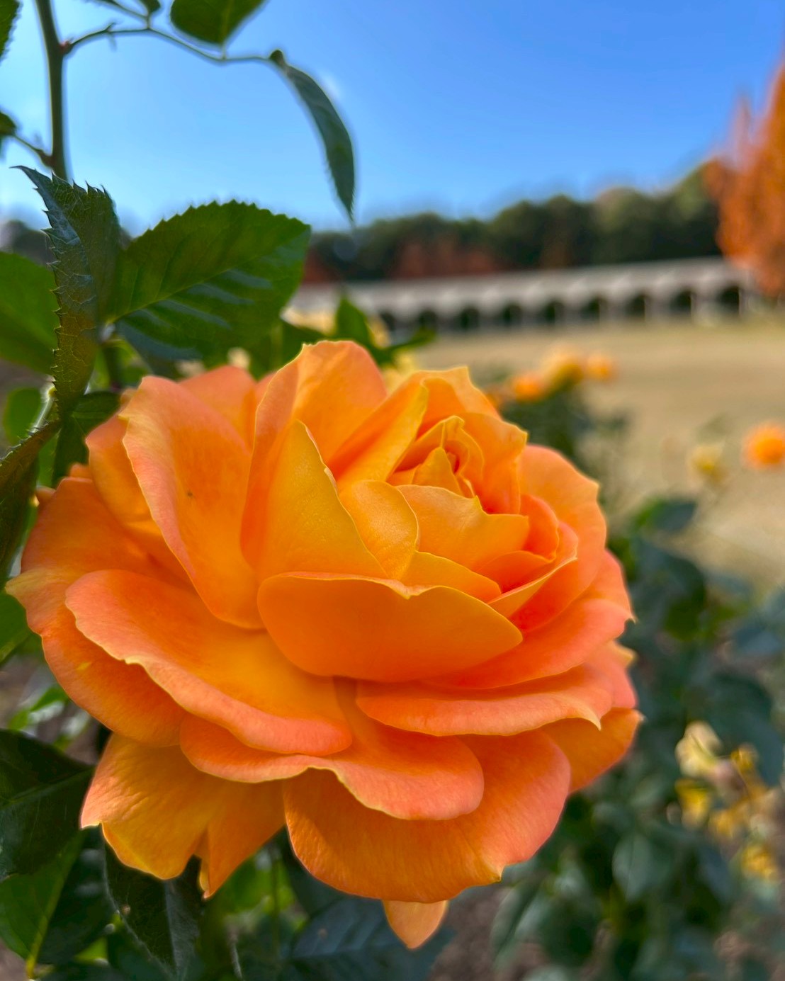 バラの開花状況【2025/12/9】 | 植物情報 | 蜻蛉池公園（とんぼ池公園）