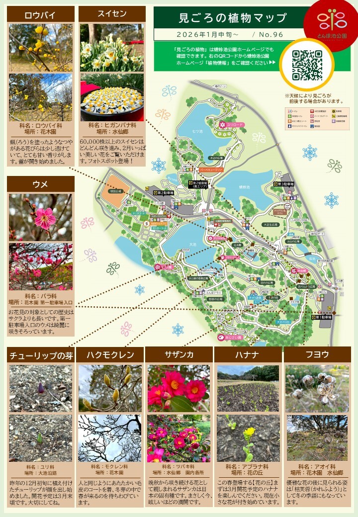 見ごろの植物【1月中旬～】 | 植物情報 | 蜻蛉池公園（とんぼ池公園）