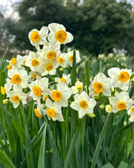見ごろの植物【1月中旬～】 | 植物情報 | 蜻蛉池公園（とんぼ池公園）