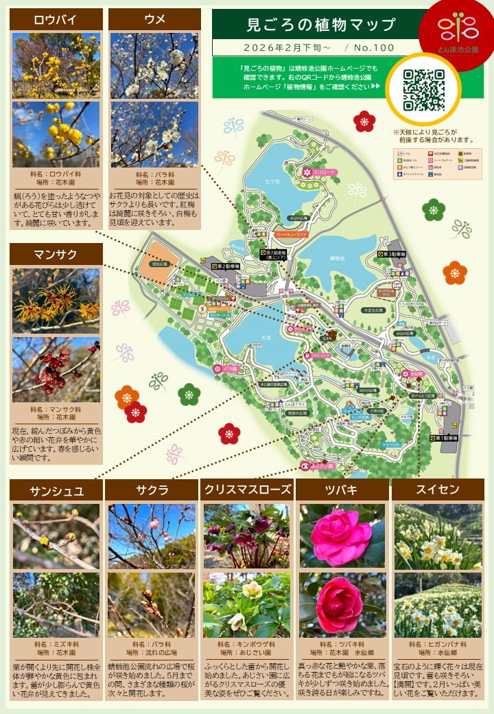 見ごろの植物【2月下旬～】 | 植物情報 | 蜻蛉池公園（とんぼ池公園）