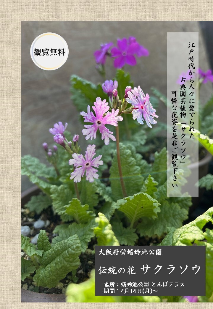 伝統の花 サクラソウ 4/14（月）～ | イベント | 蜻蛉池公園（とんぼ池