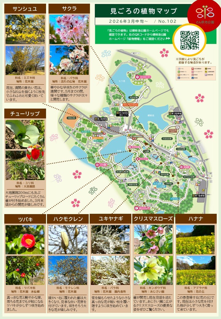 見ごろの植物【3月中旬～】 | 植物情報 | 蜻蛉池公園（とんぼ池公園）